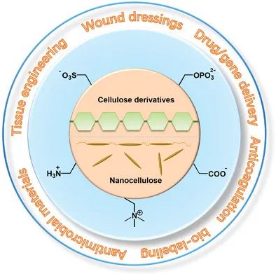 從天然生物活性多糖到纖維素基離子化合物！《AM》綜述：纖維素基離子化合物在生物材料領(lǐng)域的研究進(jìn)展