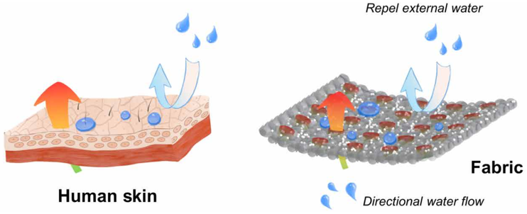 新型功能織物，讓你告別“汗噠噠”的夏天，外層疏水，內(nèi)層排汗?，像皮膚一樣！