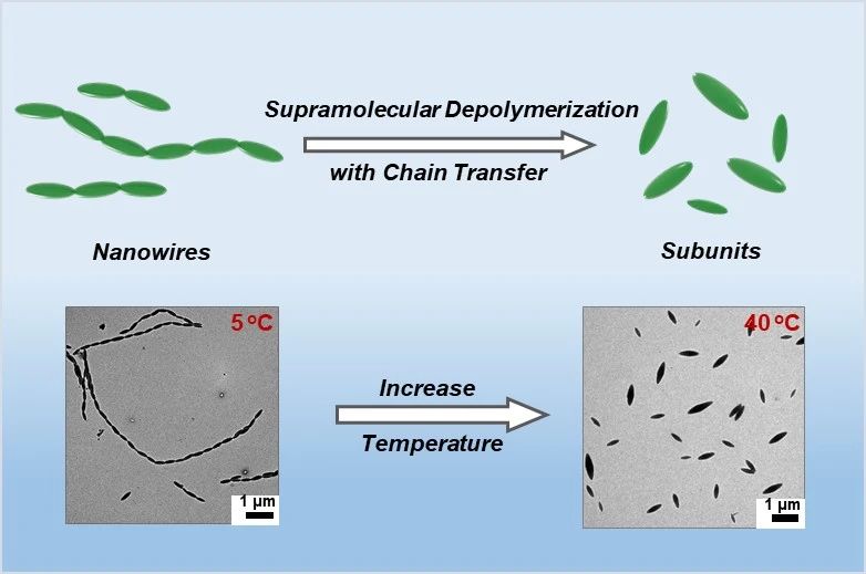 華東理工林嘉平教授團(tuán)隊(duì)在多級納米線的超分子解聚取得新進(jìn)展