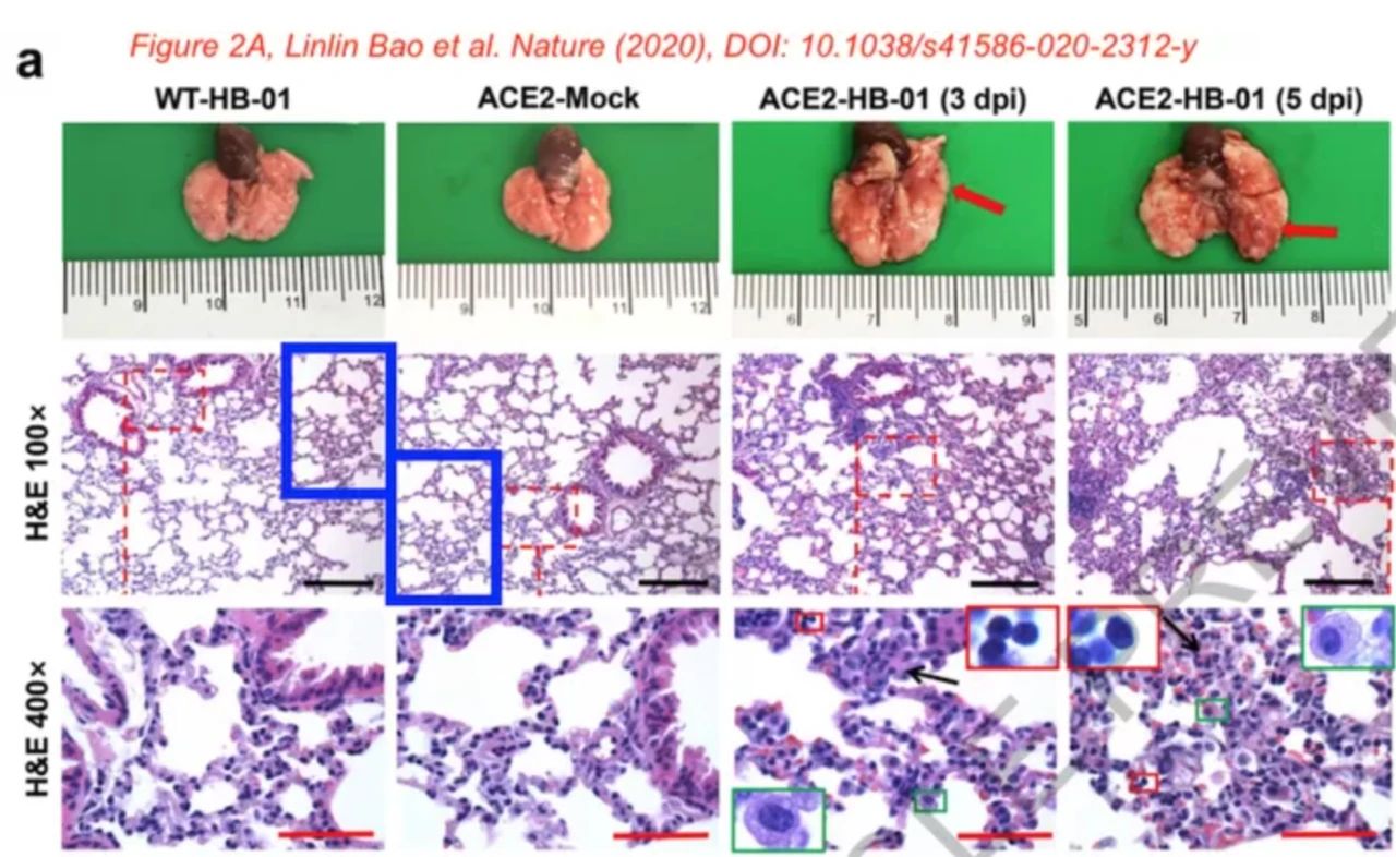 剛上線的新冠病毒Nature論文，被質(zhì)疑涉嫌圖片造假、捏造數(shù)據(jù)