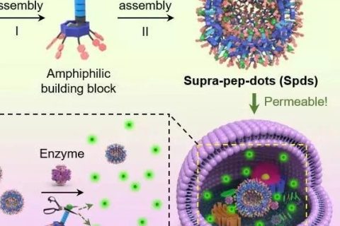 華理賀曉鵬團隊：在非抗生素型抗菌材料、抗菌肽微球領域取得重要進展