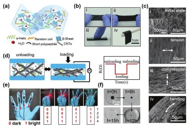 《Adv.Sci.》：可檢測、治療癲癇病的酶降解絲質(zhì)水凝膠傳感器