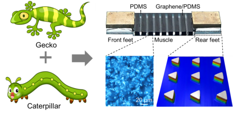 武漢大學薛龍建《Materials Today》內封面：可精準控制迷你軟體機器人