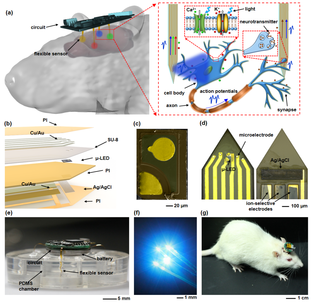 天津大學(xué)黃顯團(tuán)隊(duì)《AFM》：“八爪魚(yú)”——用于多腦區(qū)光電刺激和生理檢測(cè)的多通道植入式柔性電子器件