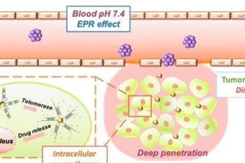 浙江大學(xué)計(jì)劍教授研究團(tuán)隊(duì)開發(fā)用于腫瘤滲透加強(qiáng)與藥物靶向傳遞的雙響應(yīng)動(dòng)態(tài)解組裝納米載體