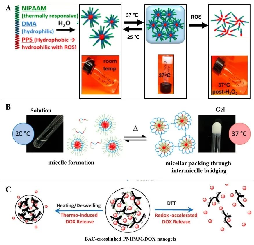 天津大學(xué)封偉教授團(tuán)隊(duì)在PMS上全面綜述PNIPAM基智能水凝膠