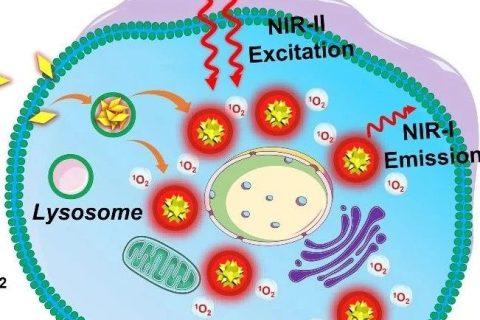 近紅外二區(qū)光激發(fā)有機光敏劑實現精準高效雙光子光動力治療