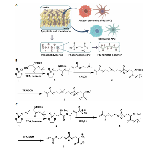 江紹毅團隊Science子刊：首次利用兩性離子材料打破抗污性能和免疫調(diào)節(jié)之間的矛盾