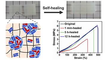 吉林大學(xué)孫俊奇教授團(tuán)隊：動態(tài)納米疏水相區(qū)助力高強度水凝膠實現(xiàn)高效自修復(fù)