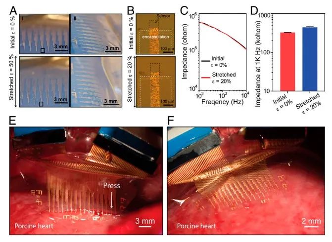 斯坦福大學(xué)鮑哲南團隊：柔性電子新突破！細胞級分辨率心電監(jiān)測，守護人類健康
