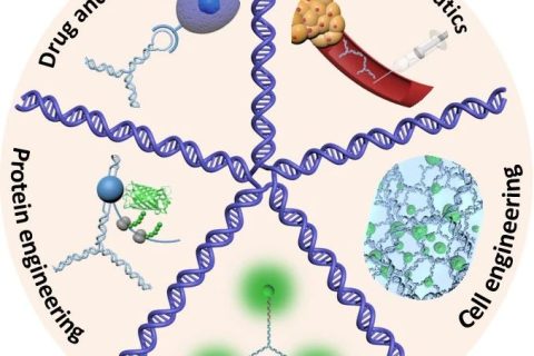 天津大學(xué)仰大勇教授Chemical Reviews：DNA功能材料進展