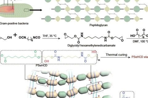 東華大學游正偉《NSR》：21秒！超快自主自修復生物友好型彈性體