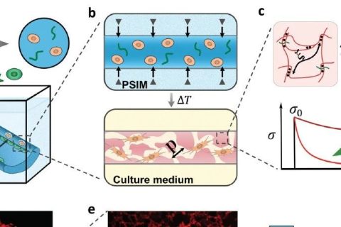 麥吉爾大學李劍宇教授《Mater.Horiz.》：響應微孔成型生物打印水凝膠，實現彈性、粘彈性、孔隙三種特性正交調控