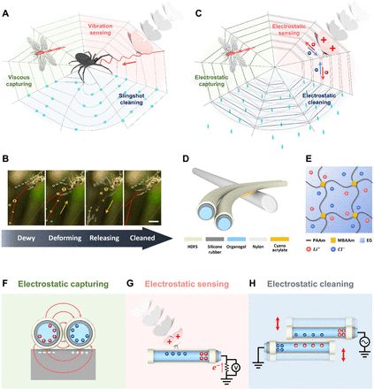 是時候展現真正的技術了！人造蜘蛛網登上《Science》頭條！集感知、捕獲、清潔等功能于一體！