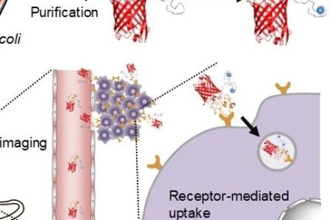 生物合成蛋白質(zhì)分子影像探針用于腫瘤靶向熒光和磁共振雙模態(tài)成像