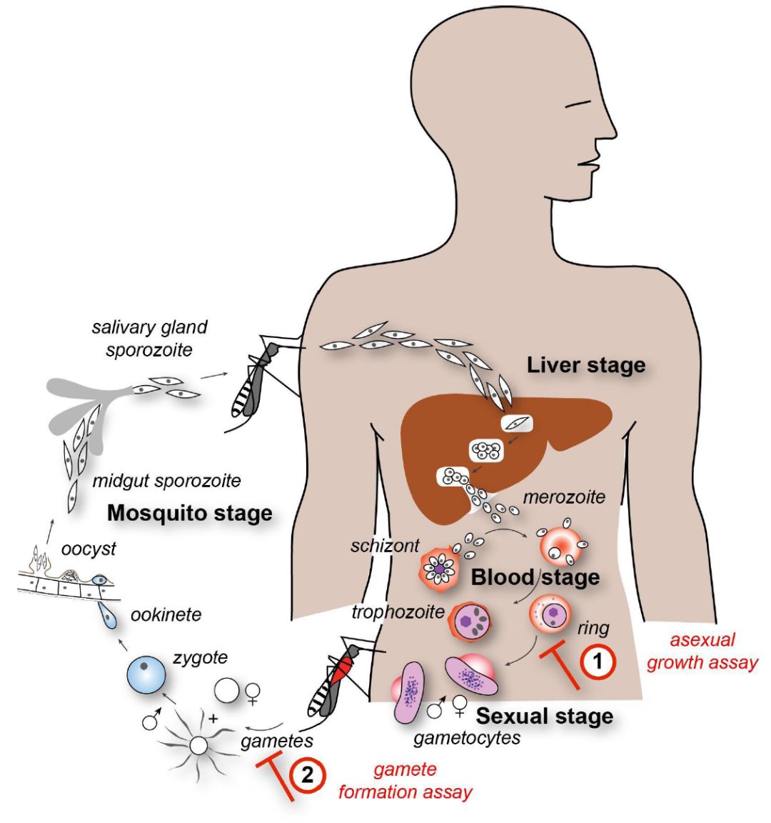 小學生發(fā)SCI論文，中學生發(fā)新英格蘭，這不是后浪，這是海嘯啊