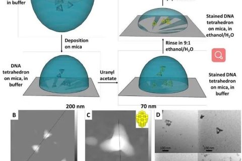 低密度，高強(qiáng)度的3D獨(dú)立DNA納米結(jié)構(gòu)雜化材料