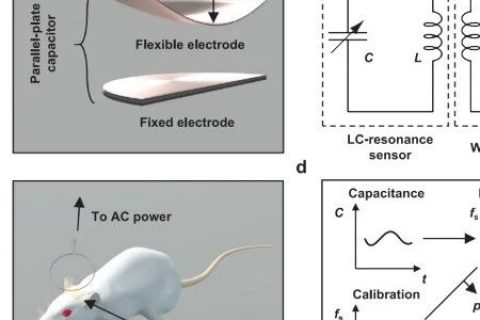 柔性電子大佬/西北大學Rogers團隊最新成果：可降解植入式生物傳感器