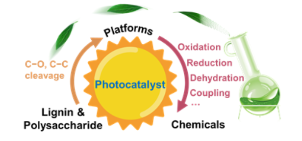 廈門大學王野/化物所王峰《CSR》：生物質(zhì)高效利用新方向：光催化木質(zhì)纖維素轉(zhuǎn)化制化學品