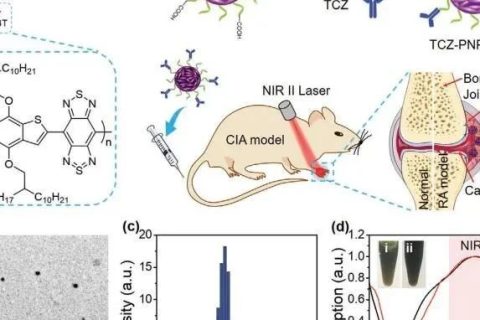 南開大學(xué)丁丹教授《AM》：首創(chuàng)！有機共軛聚合物結(jié)合藥物對類風(fēng)濕關(guān)節(jié)炎（RA）進行高效的NIR-II PA成像和治療