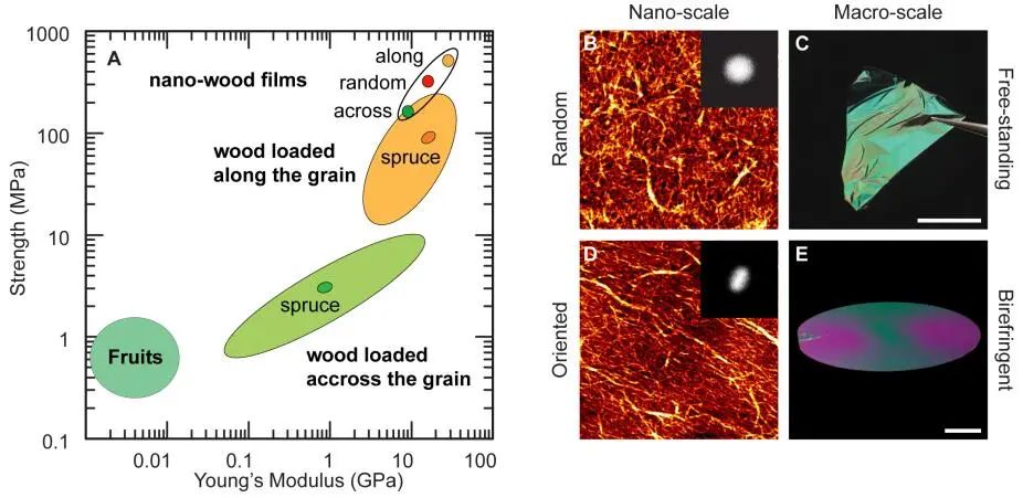 《ACS Nano》取之于木勝于木！納米纖維素薄膜強(qiáng)度超越木材