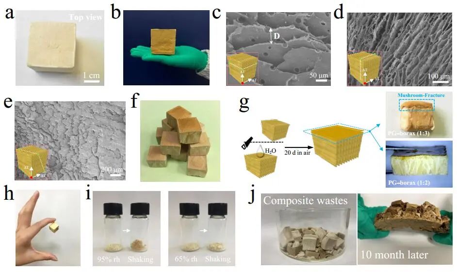 江漢大學曹一平《ACS Nano?》：仿生新成果！響應空氣-水的復合材料，具有優(yōu)異的隔熱、自修復和自生長能力