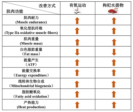 “保溫杯里放枸杞”的科學(xué)依據(jù)來了！中科院陳暢團隊揭示枸杞堅筋骨的科學(xué)含義及作用機制