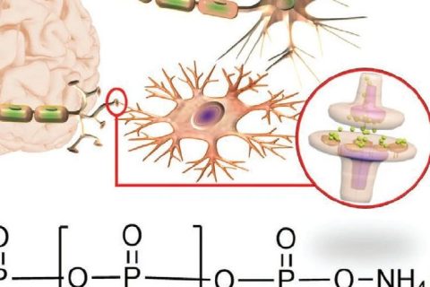 火燒、輻射都不怕，全無機離子聚合物憶阻器實現(xiàn)高性能柔性人工突觸