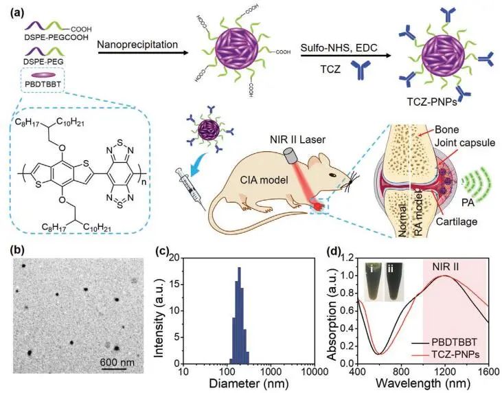 南開(kāi)大學(xué)丁丹教授《AM》：首創(chuàng)！有機(jī)共軛聚合物結(jié)合藥物對(duì)類(lèi)風(fēng)濕關(guān)節(jié)炎（RA）進(jìn)行高效的NIR-II PA成像和治療