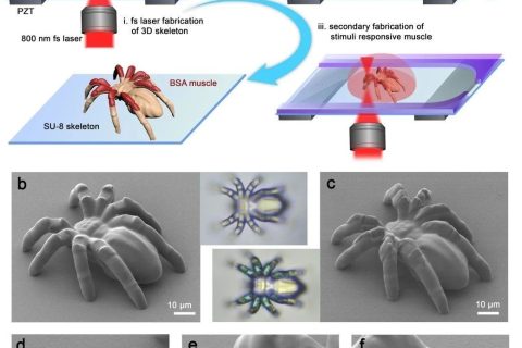 清華大學孫洪波、吉林大學張永來：飛秒激光仿生制造人工肌肉骨骼系統(tǒng)