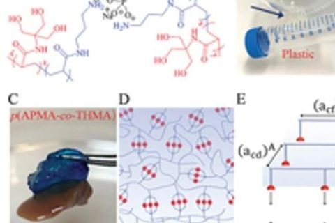 具有“分擔(dān)負(fù)荷”作用的粘性水凝膠，可作為組織繃帶用于藥物和細(xì)胞的輸送。