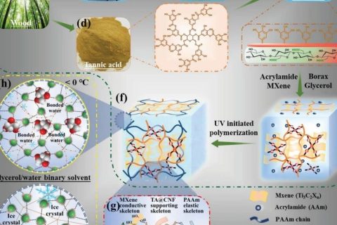 華南理工大學(xué)陳港團(tuán)隊：MXene基抗凍超穩(wěn)定導(dǎo)電有機水凝膠