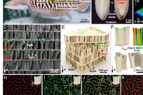 吃墨魚發(fā)了一篇頂刊《PNAS》！墨魚骨的秘密被揭開！