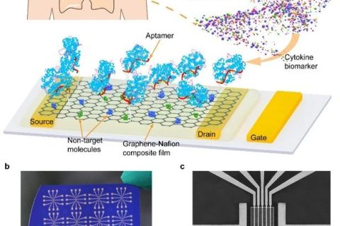 哈工大潘昀路教授團隊:可在人類汗液中檢測的柔性可再生石墨烯生物傳感器