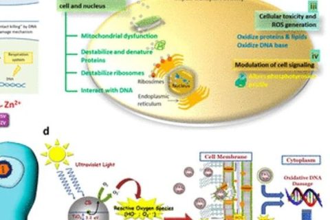 《ACS Nano》綜述：抗菌、抗病毒納米材料和涂層的現狀和未來展望