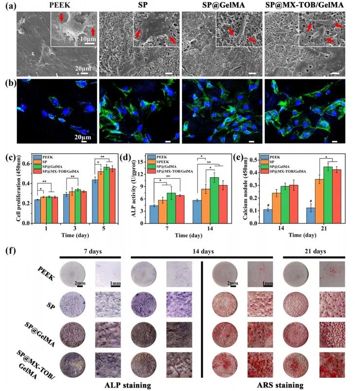 四川大學鄧怡團隊《ACS AMI》：為醫(yī)用特種高分子尋“醚”新功能——具有抗癌抑菌雙功能的聚醚醚酮植入材料