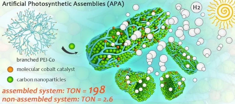 華中科技大學(xué)王鋒《JMCA》：向大自然學(xué)習(xí)——仿生光合組裝體實(shí)現(xiàn)可見光催化產(chǎn)氫性能提升