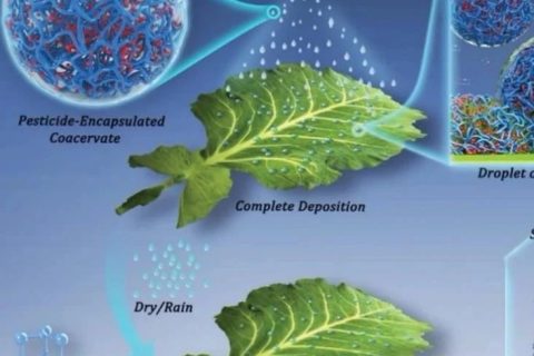 江雷院士團隊最新《AFM》：大幅度提高農藥使用效率的綜合策略